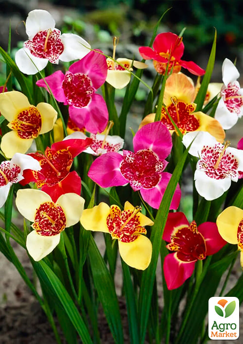 Тігрідія "Мікс" 5шт - фото 2