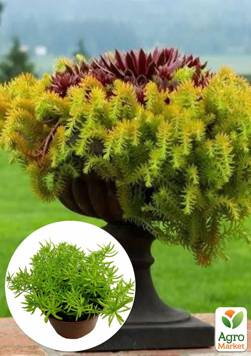 Очиток отогнутый "Ангелина"(Sedum reflexum "Angelna")
