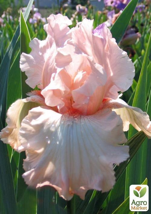 Ирис бородатый крупноцветковый "Just Kiss Me"  1шт в упаковке - фото 2