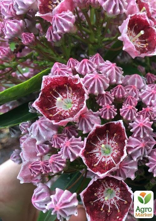 Кальмія latifolia "Tad" - фото 2