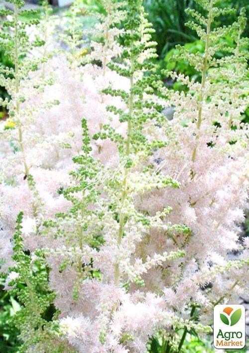 Астильба "Milk and Honey" 1шт