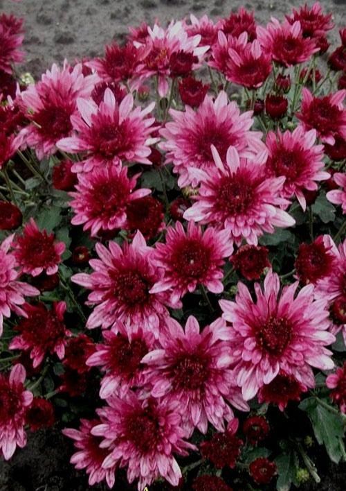 Хризантема Садовая "Avalon Pink" (высота 30-50см) - фото 3