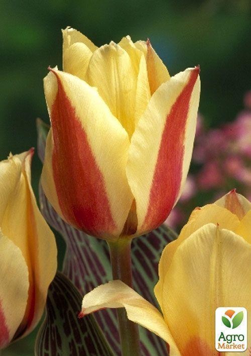 Тюльпан "Donna Bella" 1шт в упаковке