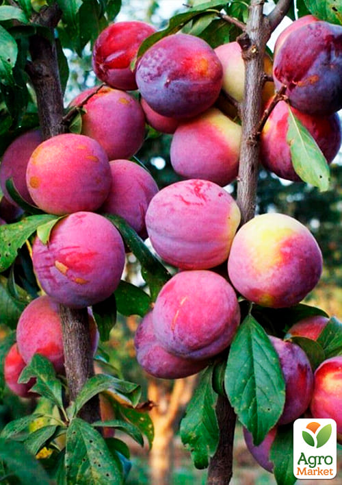 Слива-персик колоновидная (летний сорт, средний срок созревания) - фото 2