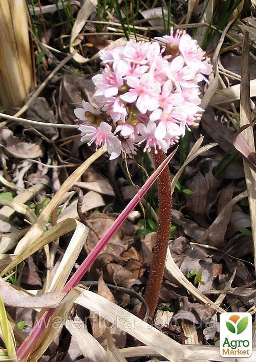 Дармера болотная - фото 2