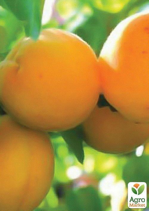 Абрикос "Голд Рич" (літній сорт, середній термін дозрівання) - фото 4