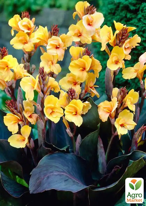 Канна "Louis Cottin" 1шт в упаковке