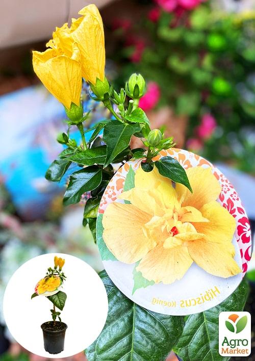 Гибискус на штамбе "Sunset Yellow"