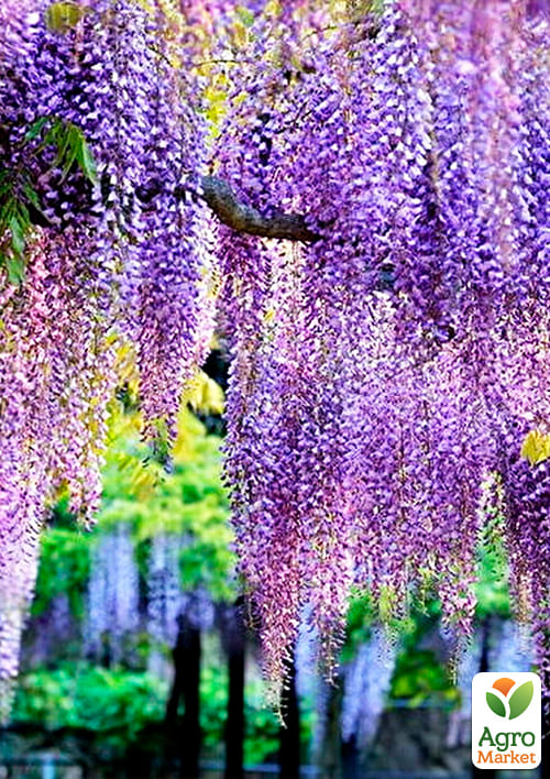 Глициния сиреневая “Модный дом” - фото 5