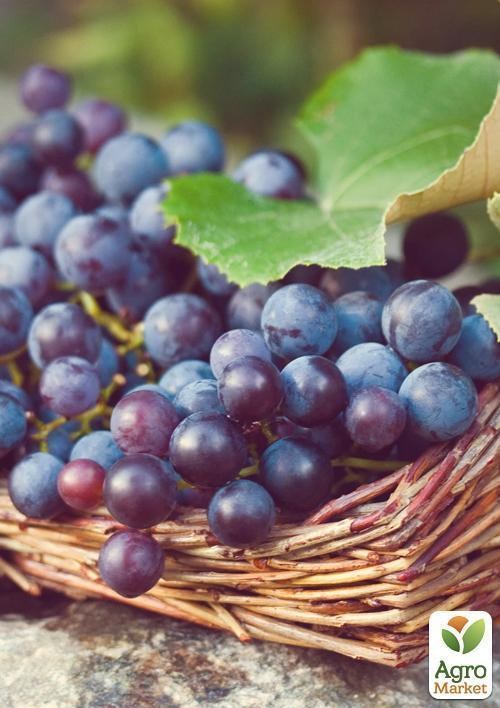 Виноград "Сеня" - фото 3