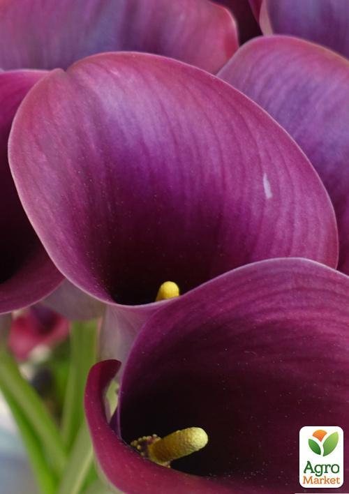 Калла "Captain Promise" - фото 2