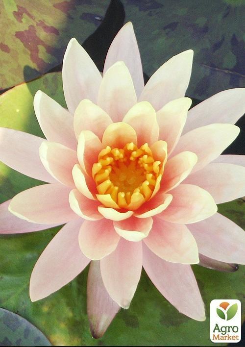 Німфея "Жорж Піч"