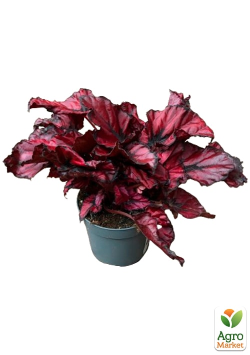 Бегония королевская REX "Inca Night" 20-30см - фото 7