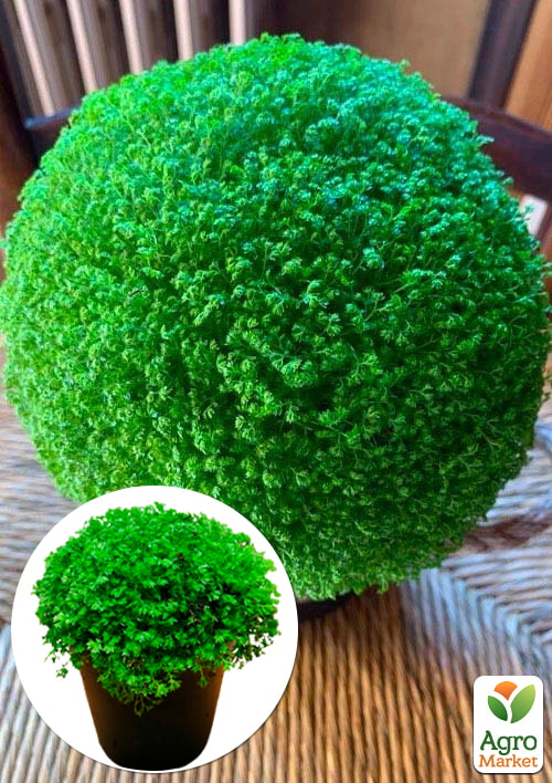 Селагинелла "Apoda"