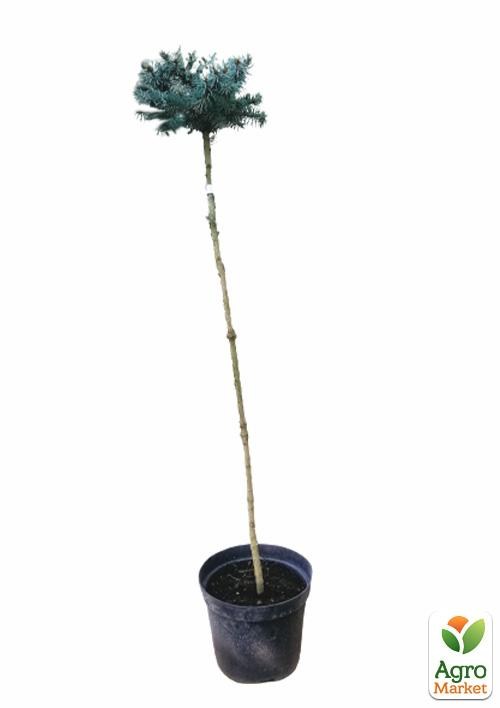 Ель колючая на штамбе «Glauca Compacta» С5, высота 100-120см - фото 2