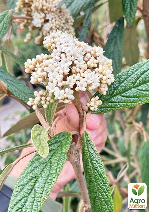 Калина вічнозелена зморшкувата (Viburnum rhytidophyllum) - фото 4