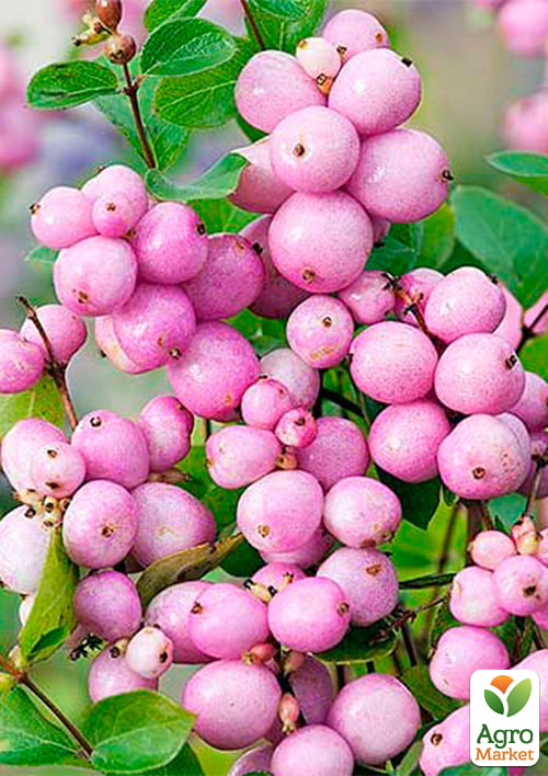 Снежноягодник Доренбоза "Mother of Pearl", С3 - фото 4