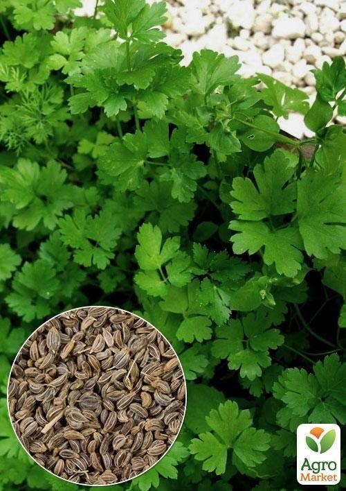 На вагу Петрушка "Гігант Італії" ТМ "Весна" ціна за 10г