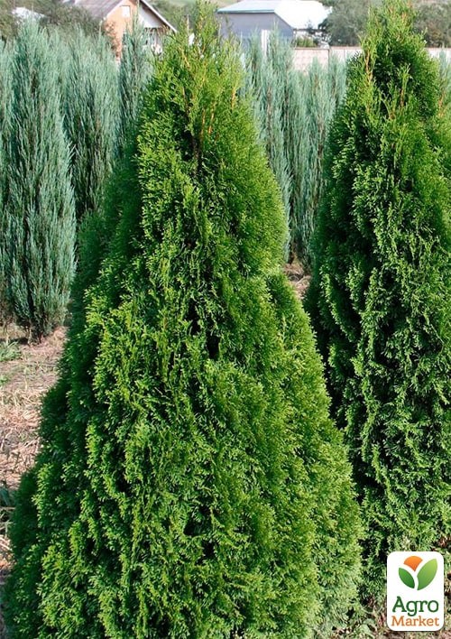 Туя західна "Holmstrup" С3, висота 30-40см