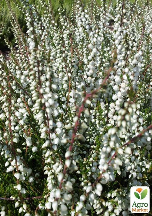 Вереск обыкновенный "Vivika" - фото 6