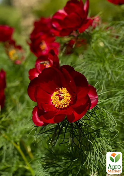 Пион тонколистный Воронец (tenuifolia)