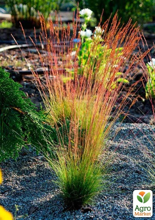Овсяница Готье краснолистная "Sunrise" (Festuca Sunrise) - фото 2