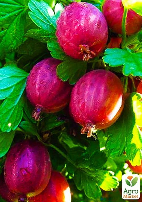 Агрус "Каменяр" (середньо-ранній термін дозрівання)