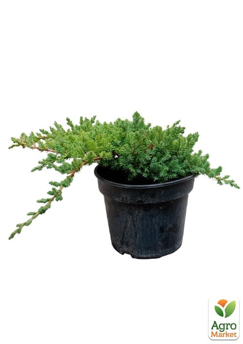 Можжевельник стелющийся "Nana" C2, диаметр 20-25см - фото 5