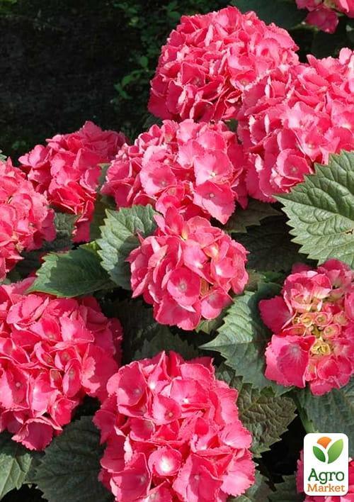 Гортензія крупнолиста рожево-червона "Люцифер" (Leuchtfeuer) - фото 7