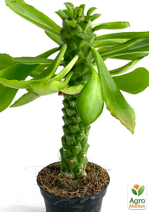 Монаденіум Гюнтера (Monadenium Guentheri) - фото 6