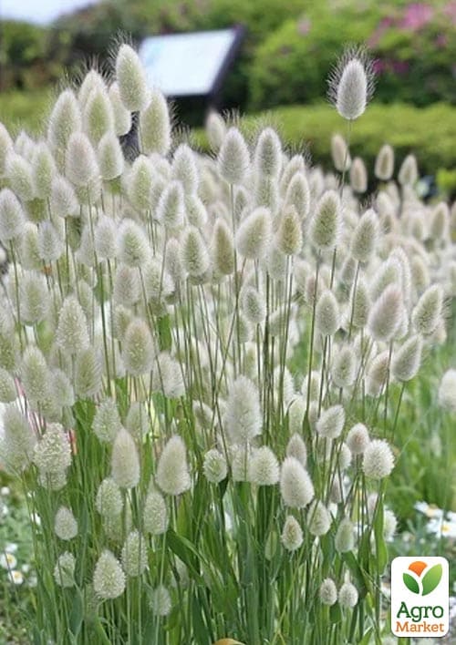 Зайцехвіст (Зіпер) ТМ "Весна" 0,1г