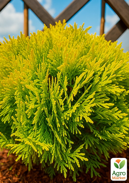 Туя западная "Mirjam" С3, высота 20-30см - фото 2