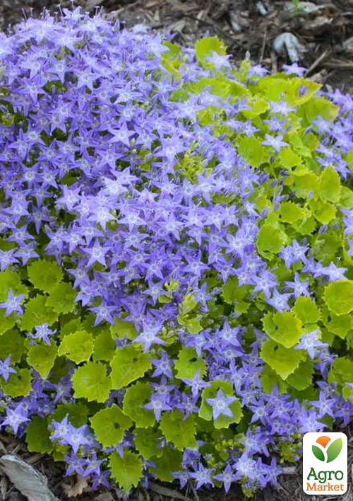 Кампанула "Major"