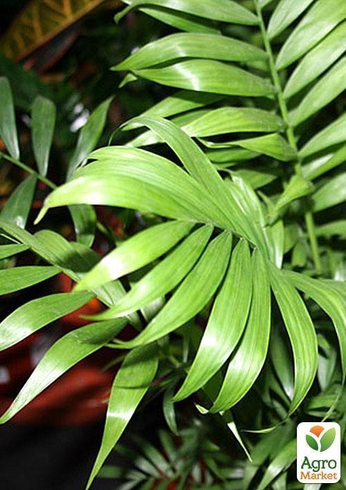 Хамедорея изящная "Мисс элегантность" (Chamaedorea elegans) дм 12 см выс. 50 см