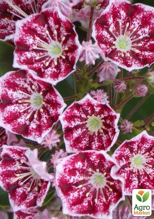 Кальмия latifolia "Kaleidoscope"