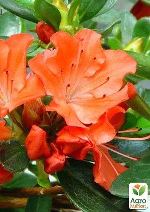 Рододендрон "Geisha" 3-х летний (оранжевый)