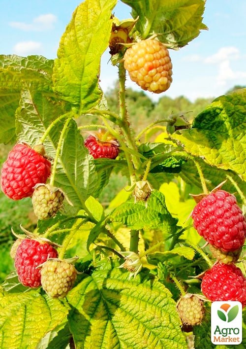 Малина патио (низкорослая) "Груви" (Rubus idaeus "Groovy"), вазон П12