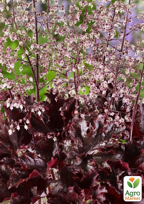 Гейхера (Heuchera) "Melting Fire" (С1, высота 15-30см)