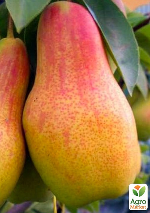 Груша "Талгарская красавица" (осенний сорт, средний срок созревания)