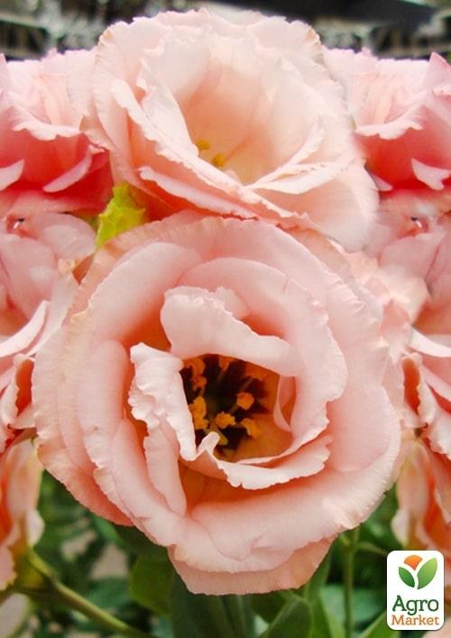 Эустома махровая "Borealis Apricot" укорененная в контейнере Р9 - фото 3