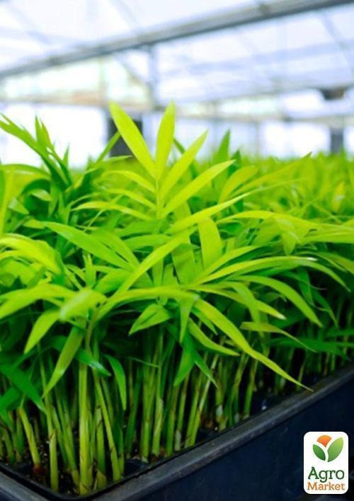 Хамедорея витончена "Канікули в Мексиці" (Chamaedorea elegans) дм 17 см вис. 60 см