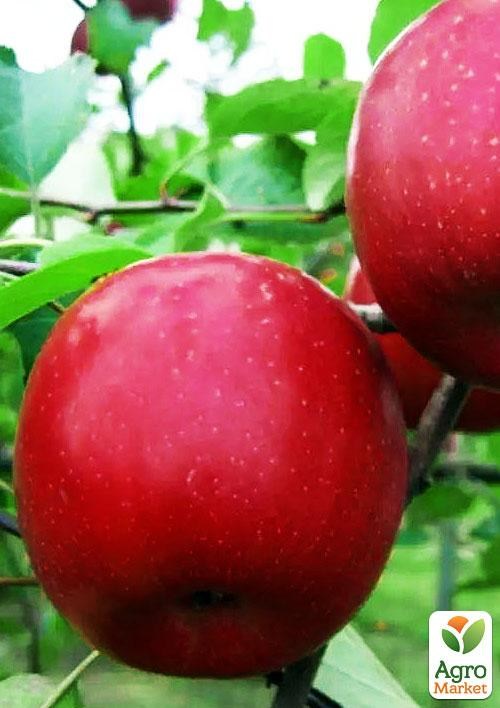 Яблуня "Фуджі Атстеко" (зимовий сорт, пізній термін дозрівання)