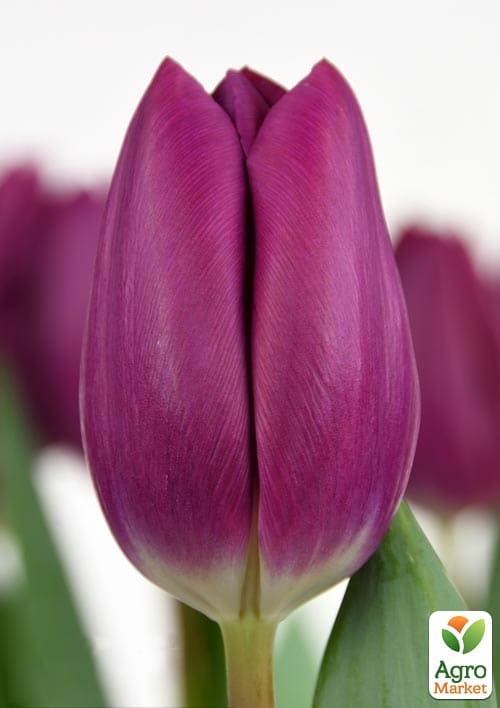 Тюльпан "Purple" укорененный - фото 4