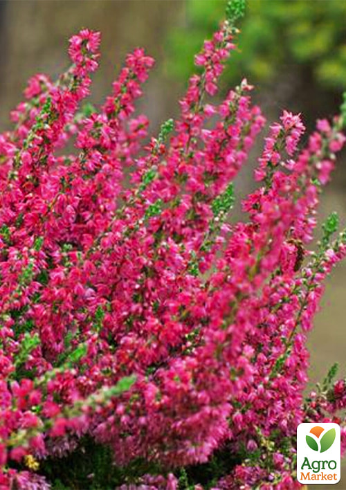 Верес звичайний "Loki" - фото 6