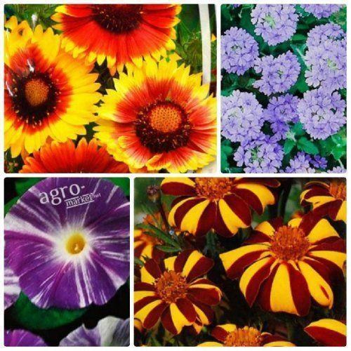 Комплект семян цветов "Симфония красок" 5уп