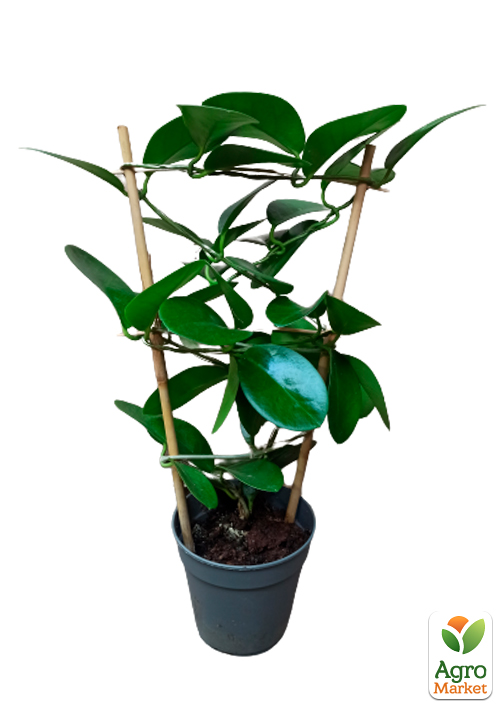 Хойя м'ясиста (плющ восковий) - фото 8