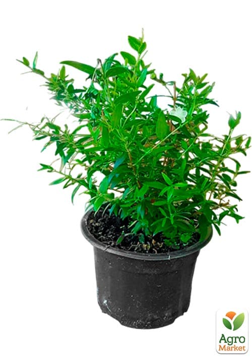 Мирт 2-х летний "Hymen" - фото 2