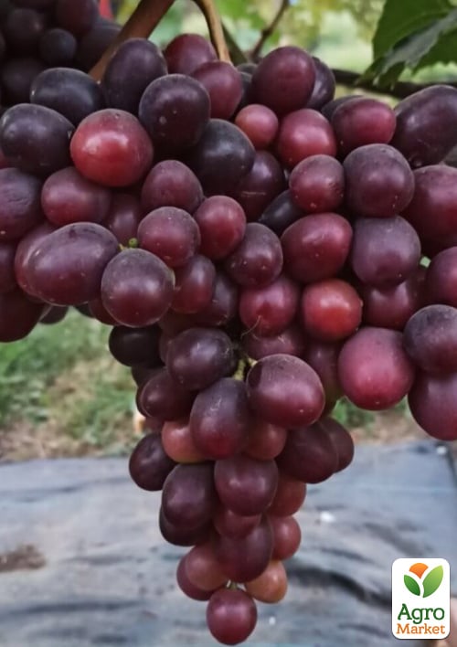 Виноград "Полуничний" (ранній, морозостійкий, великий, з яскраво вираженим полунично-суничним смаком)9