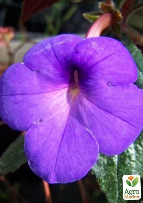 Ахименес "Mexicana" 1шт