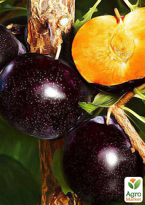 Алича "Блек Голд" (літній сорт, середній термін дозрівання)